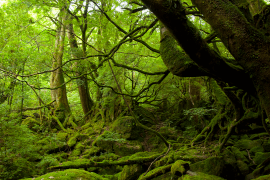 4 Di Sản Thiên Nhiên Thế Giới Nổi Tiếng Ở Nhật Bản