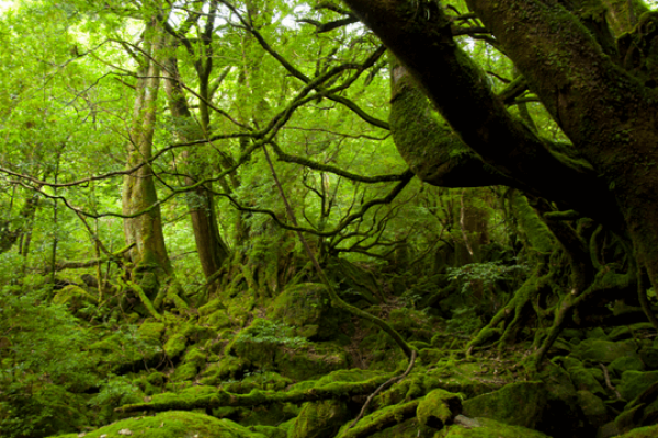 4 Di Sản Thiên Nhiên Thế Giới Nổi Tiếng Ở Nhật Bản