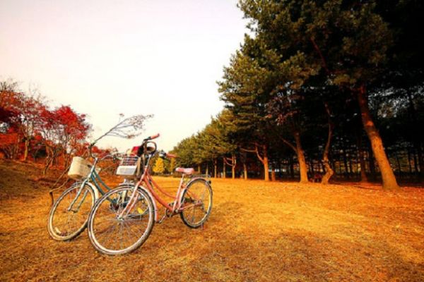 Tất Tật Kinh Nghiệm Du Lịch Đảo Nami Hàn Quốc Từ A - Z