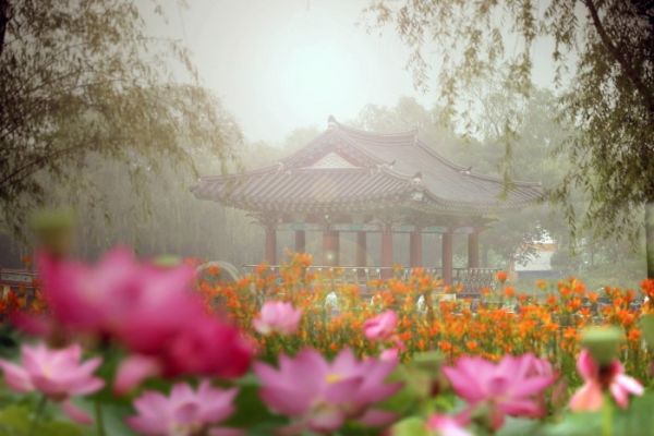 Lễ Hội Hoa Sen Buyeo Seodong 2017