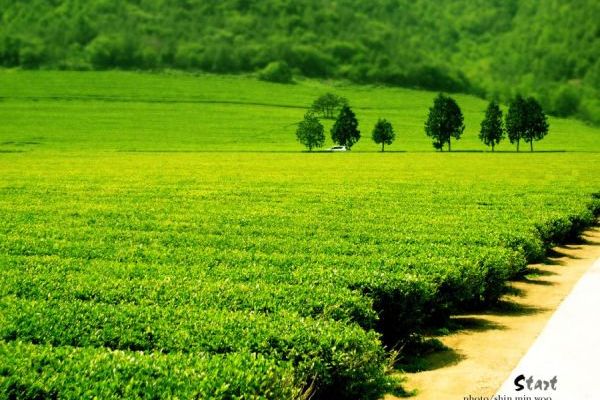 Du Lịch Hàn Quốc Ngắm Nhìn Những Mùa Hoa Tươi Sắc