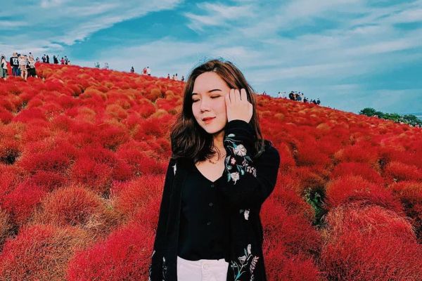 Đồi cỏ ở Nhật Bản đồng loạt chuyển màu đỏ rực cuối thu
