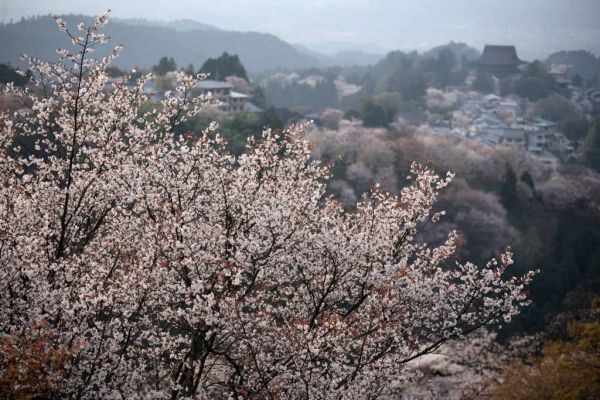 Du Lịch Nhật Bản Ghé Những Điểm Ngắm Hoa Lý Tưởng Nhất