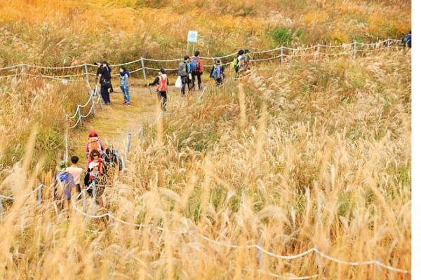 Du Lịch Hàn Quốc Ghé Những Cánh Đồng Cỏ Lau Vào Mùa Thu