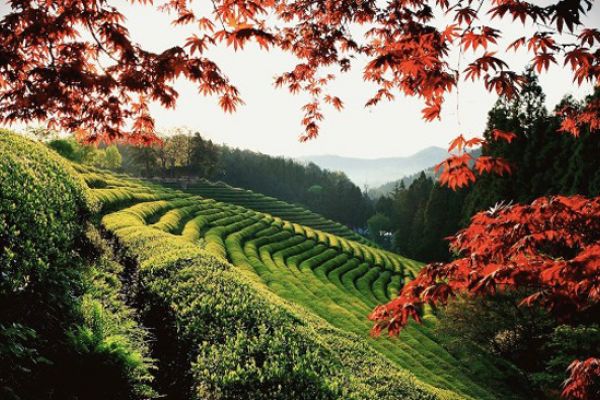 Du Lịch Hàn Quốc Thăm Quan Cánh Đồng Trà Boseong Xanh Bất Tận