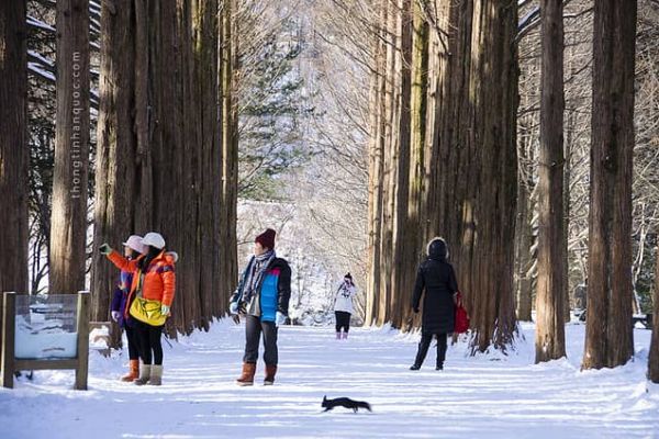 Hành Trình Trải Nghiệm Vẻ Đẹp Mùa Đông Trên Xứ Sở Kim Chi