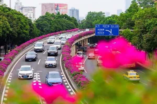 Hoa Giấy Nhuộm Tím Đường Phố Trung Quốc Những Ngày Tháng 10