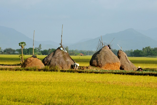 Nét thanh bình của miền quê Phú Yên trong "Tôi thấy hoa vàng trên cỏ xanh"