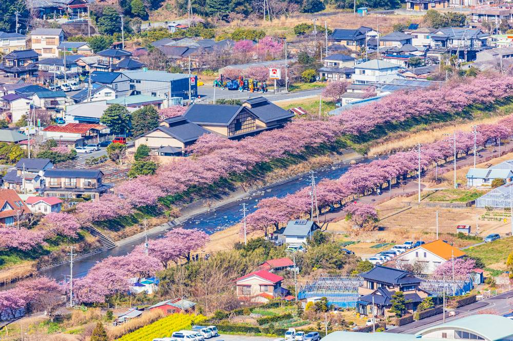 Bật mí những địa điểm ngắm hoa anh đào Nhật Bản ảnh 9