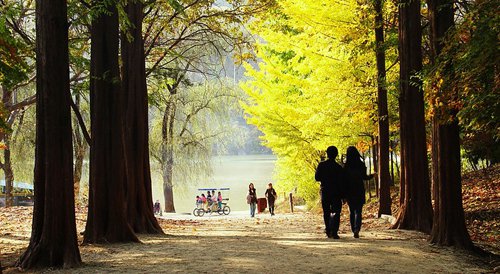 Trên đảo Nami, phương tiện ôtô bị cấm ra vào. Du khách sẽ được tận hưởng không gian yên tĩnh và thanh bình đến tuyệt đối, không tiếng động cơ, không khói bụi, tránh xa những hỗn tạp bụi bặm hàng ngày. Để đi lại trên đảo, hãy chọn những chiếc xe đạp. Nếu không, những chiếc xe điện sẽ đưa bạn đến bất cứ đâu bạn muốn.