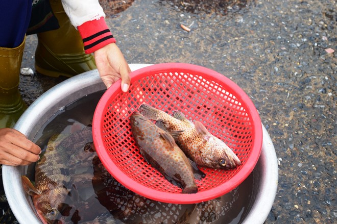 Du khách đến Quảng Bình có thể chọn những nguồn hàng tươi sống, an toàn tại các nhà hàng khách sạn. Ảnh: Văn Được. Du khách đến Quảng Bình có thể chọn những nguồn hàng tươi sống, an toàn tại các nhà hàng khách sạn. Ảnh: Văn Được.
