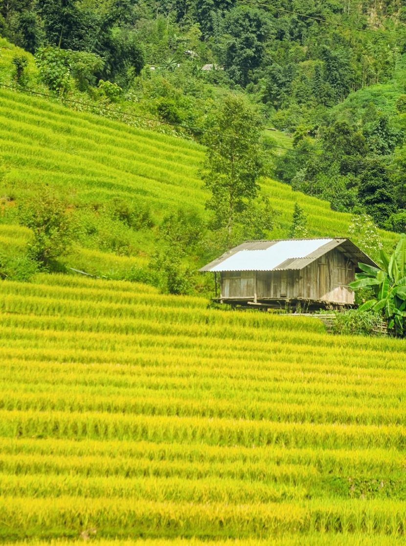 Check-in 4 địa điểm nổi tiếng Tây Bắc mùa lúa chín ảnh 8