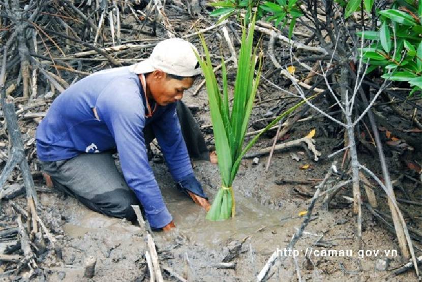 Khám phá rừng ngập mặn Cà Mau ảnh 3