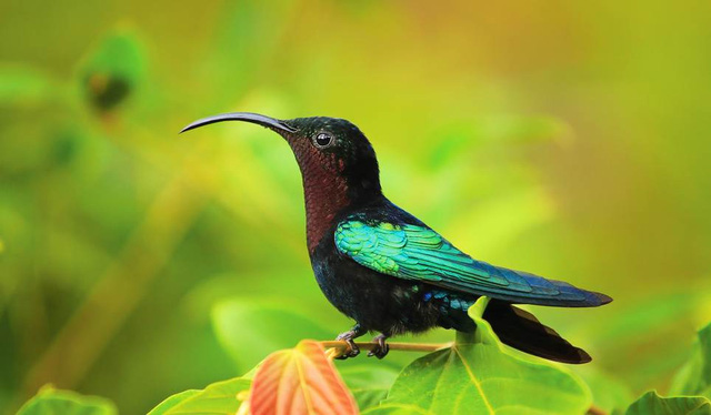 4. Dominica. Người dân địa phương nói đùa rằng nếu Christopher Columbus đội mồ sống lại và trở về vùng biển Caribbean, thì Dominica&nbsp;là hòn đảo duy nhất mà ông có thể nhận ra.&nbsp;Bởi nơi đây vẫn giữ nguyên được những quang cảnh hoang dã với bờ biển hoang vắng, những khu rừng rậm và nhiều loài động vật quý hiếm. Nhưng theo Lonely Planet, năm 2018, hòn đảo này sẽ khởi công những công trình hiện đại phục vụ du lịch, do vậy, hãy đến Dominica trước khi những khung cảnh hoang sơ biến mất.
